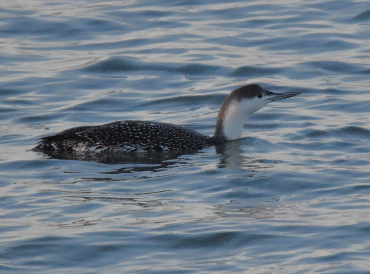 Red-throated Loon - Barbara Seith
