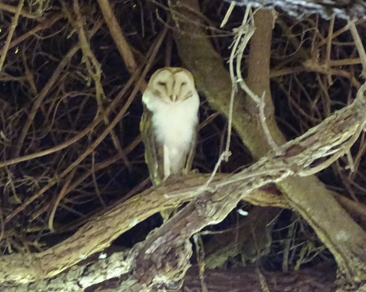 Barn Owl (African) - ML612484640