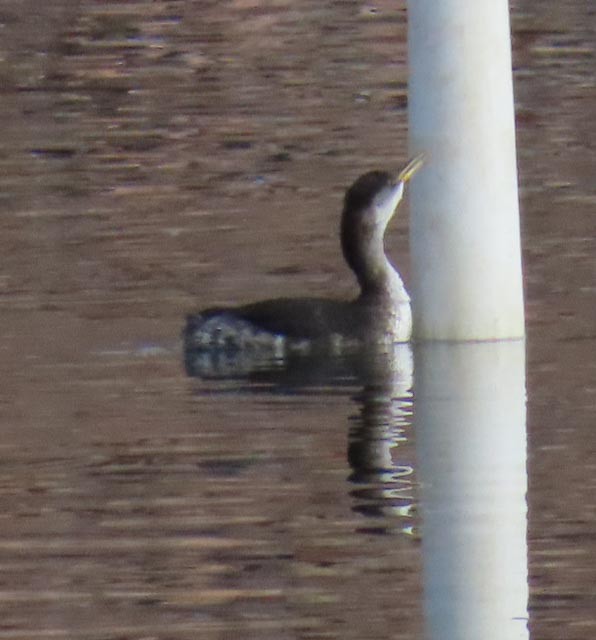 Red-necked Grebe - ML612484701