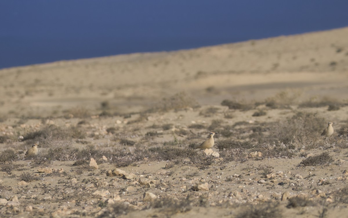 Cream-colored Courser - Olivier Coucelos