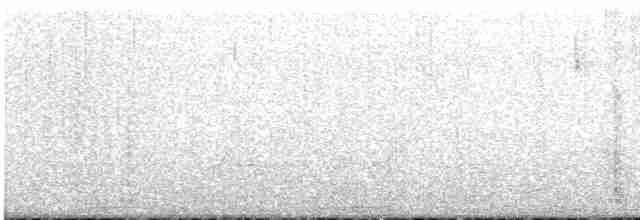 Weißscheitel-Kleintyrann - ML612485066