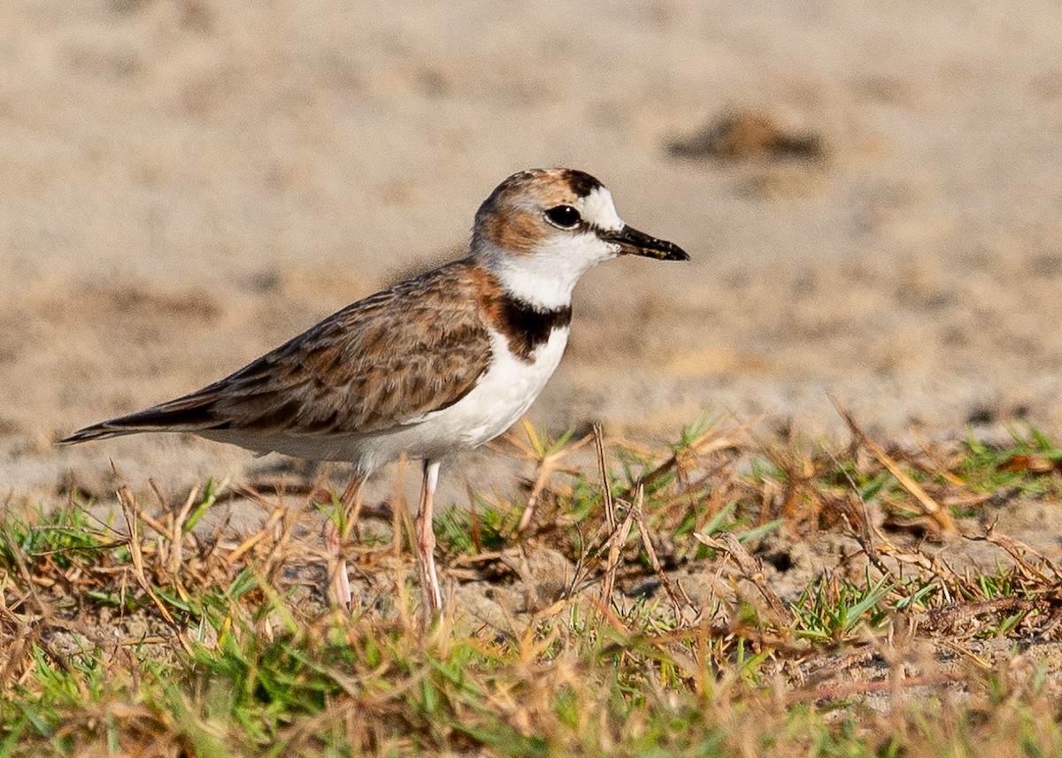 Collared Plover - ML612485605
