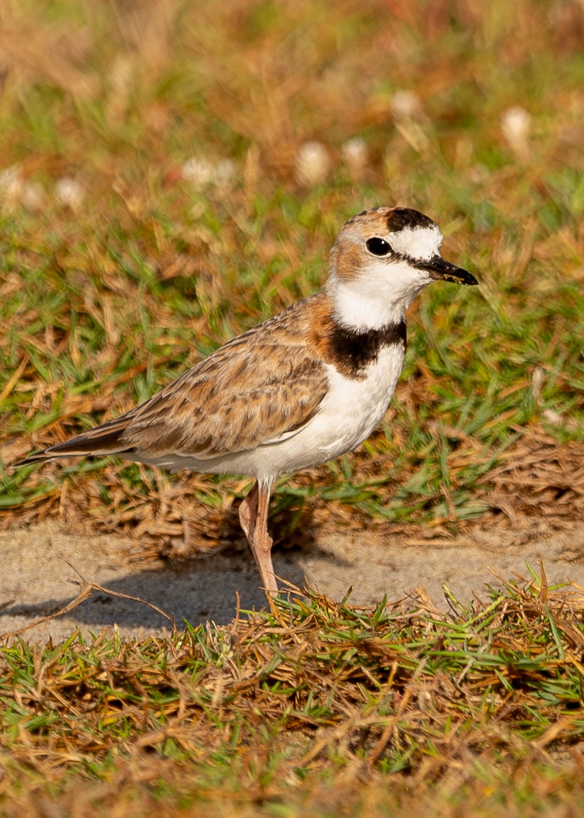 Collared Plover - ML612485606