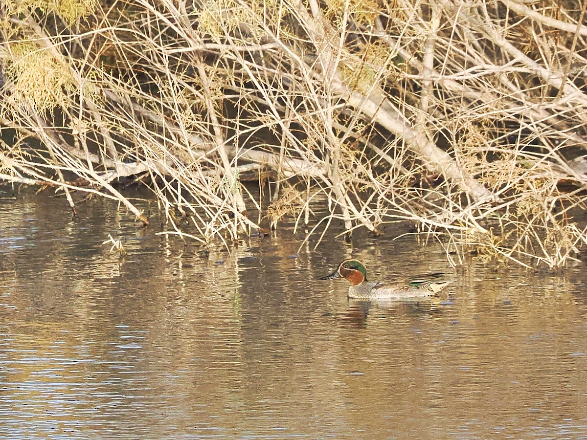 Green-winged Teal - ML612485836