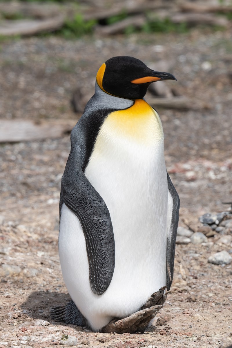 King Penguin - ML612485901