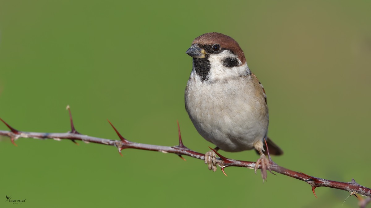 Eurasian Tree Sparrow - ML612485925