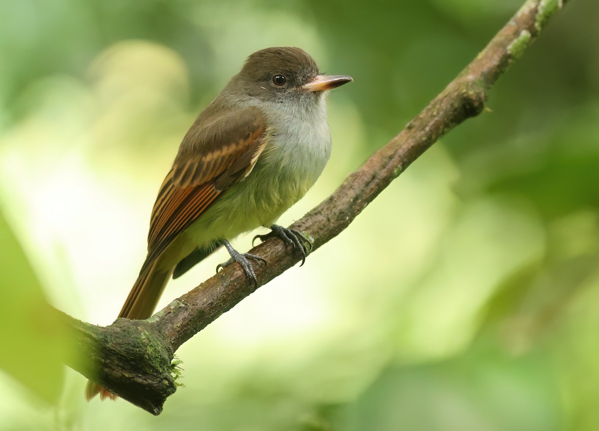Rufous-tailed Flycatcher - ML612485940