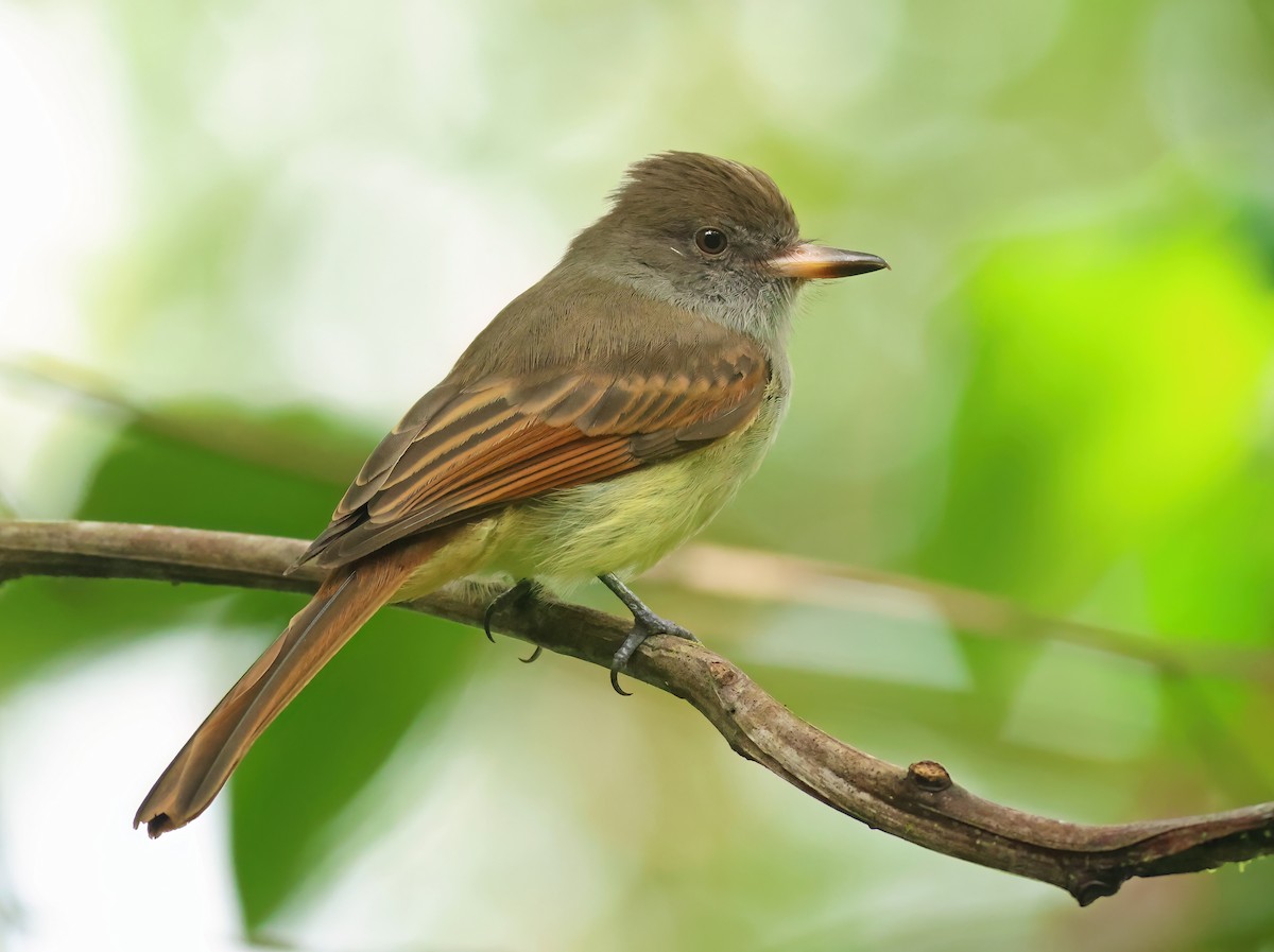 Rufous-tailed Flycatcher - ML612485942
