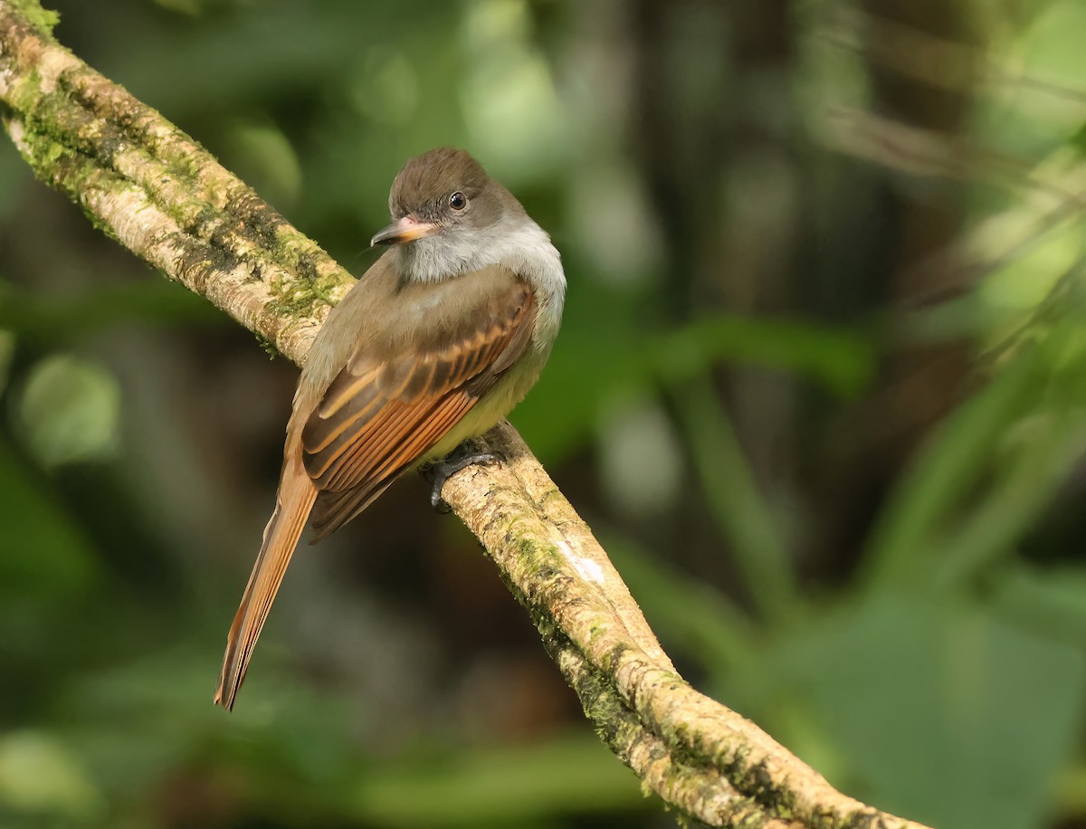Rufous-tailed Flycatcher - ML612485943