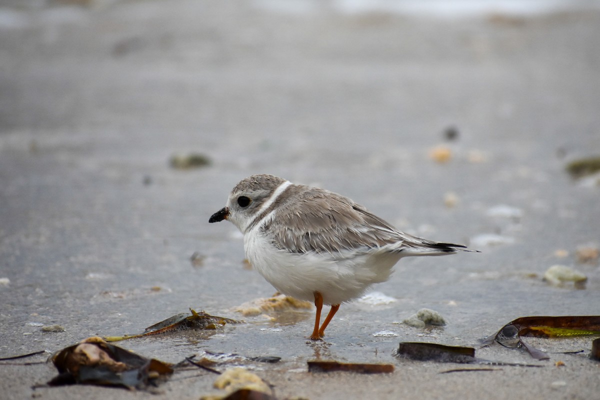 Piping Plover - ML612485980