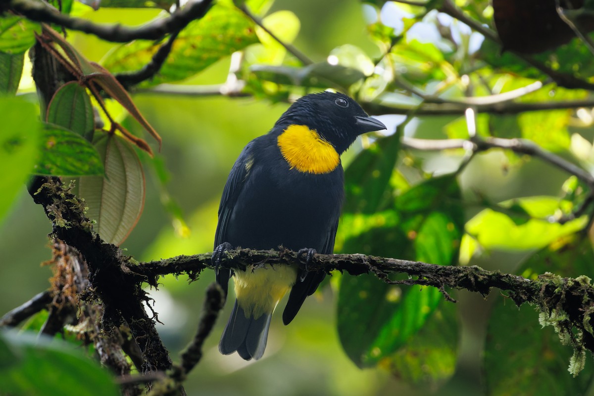 Golden-chested Tanager - ML612486182