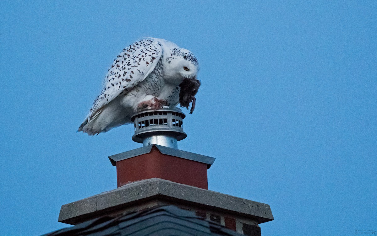 Wisconsin eBird Checklist - 20 Dec 2023 - South Brust Avenue - 1 species
