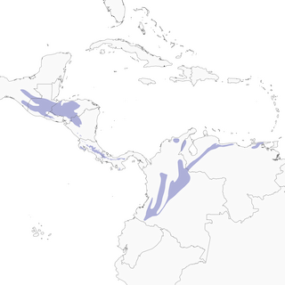 Distribution of the Mountain Elaenia - Range Map