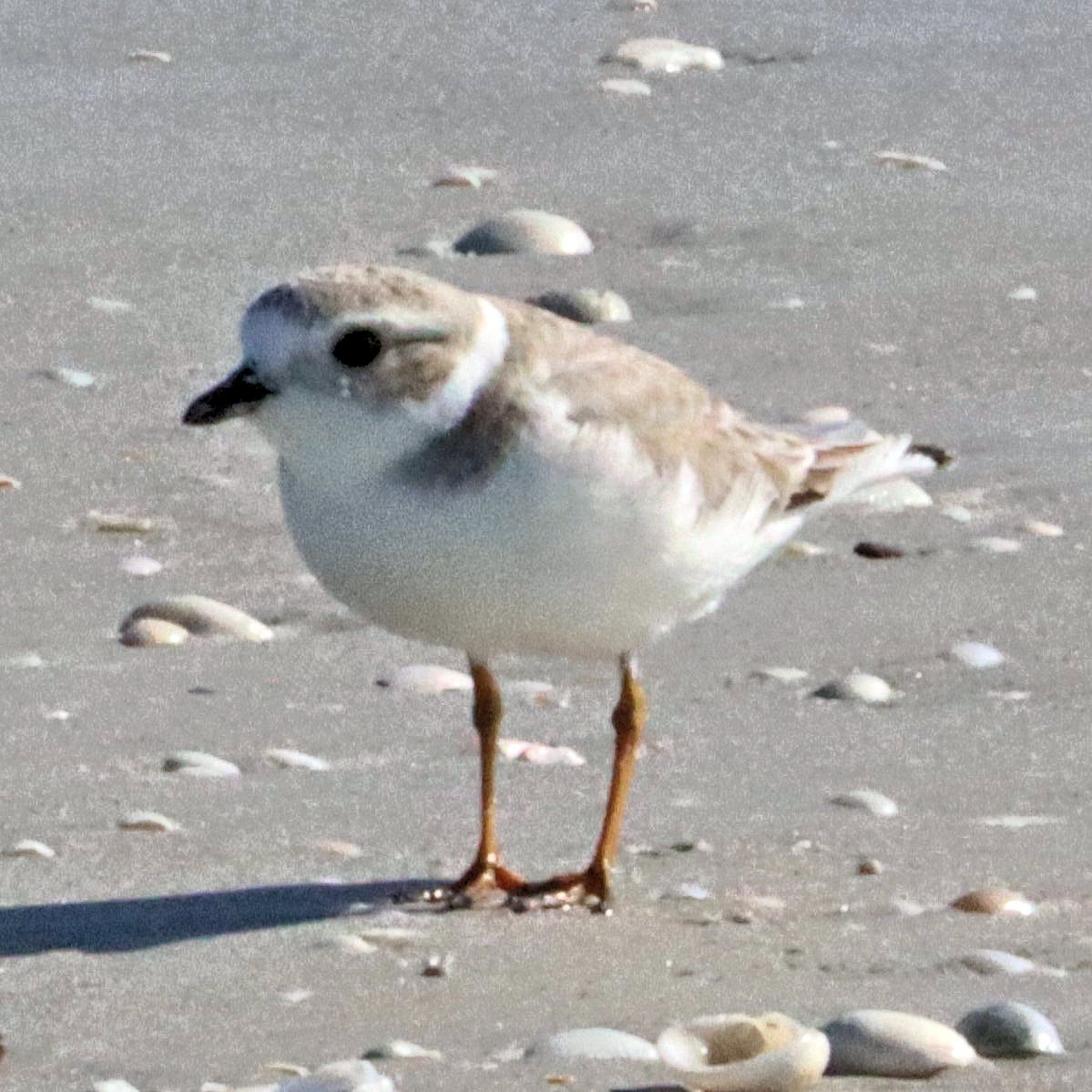 Piping Plover - ML612487428