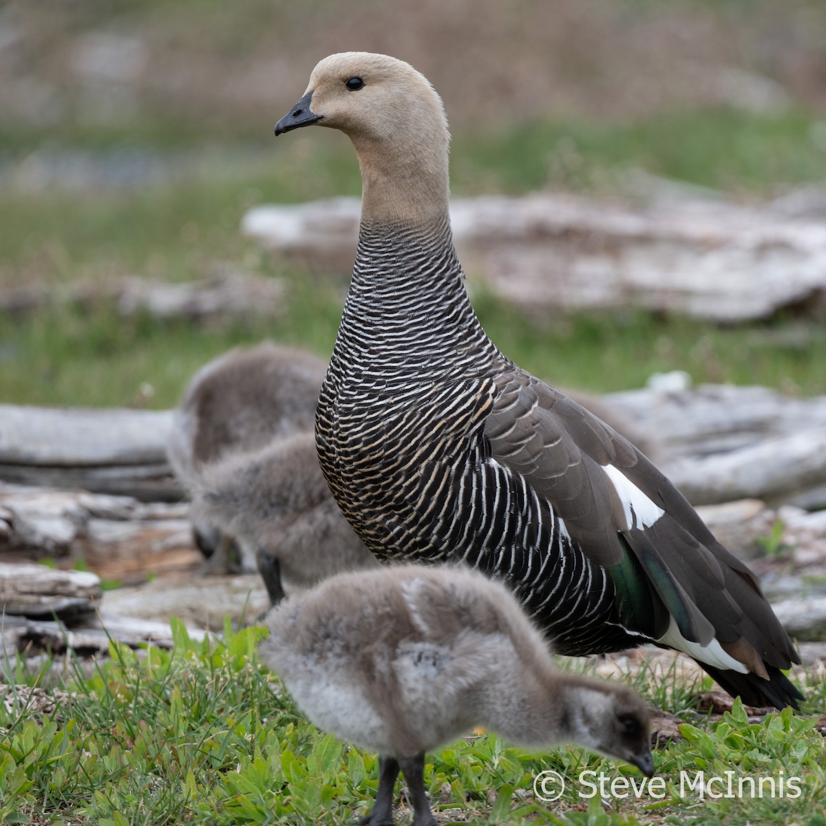Upland Goose (Bar-breasted) - ML612487747