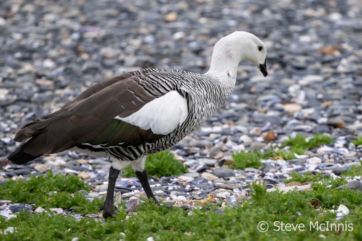 Upland Goose (Bar-breasted) - Steve McInnis