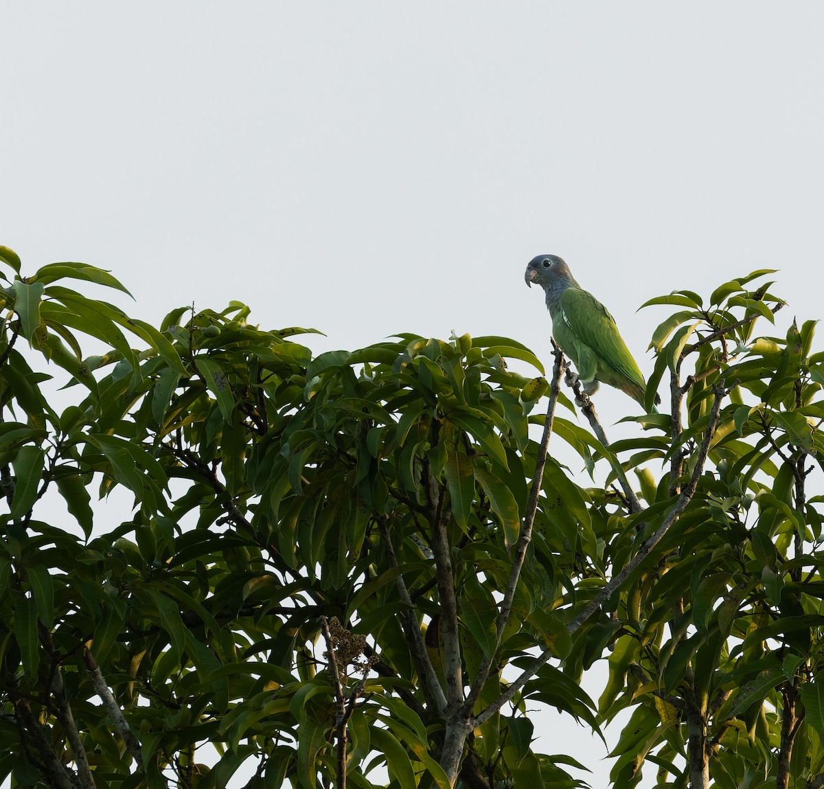 Blue-headed Parrot - ML612487790