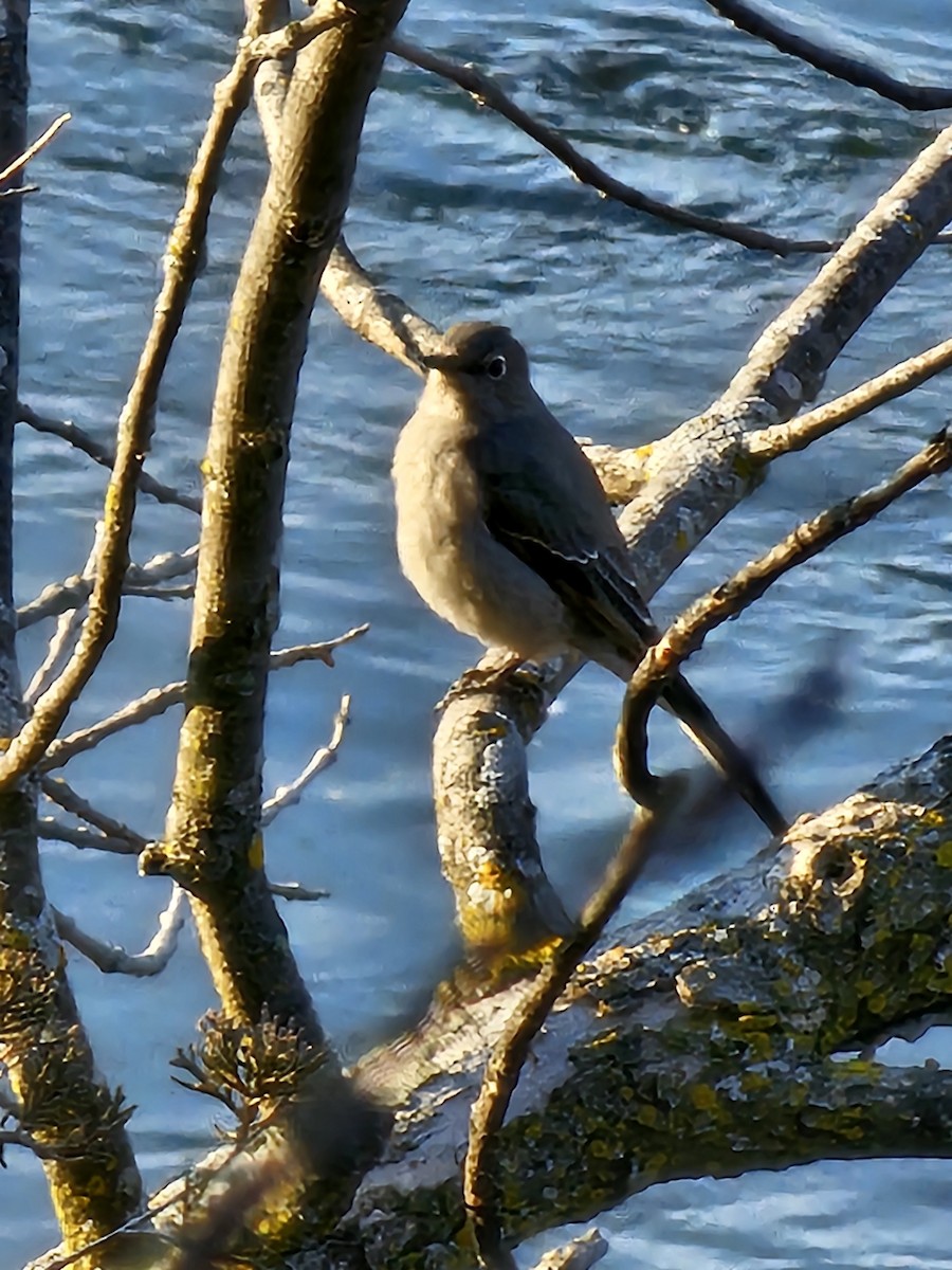 Townsend's Solitaire - ML612487981