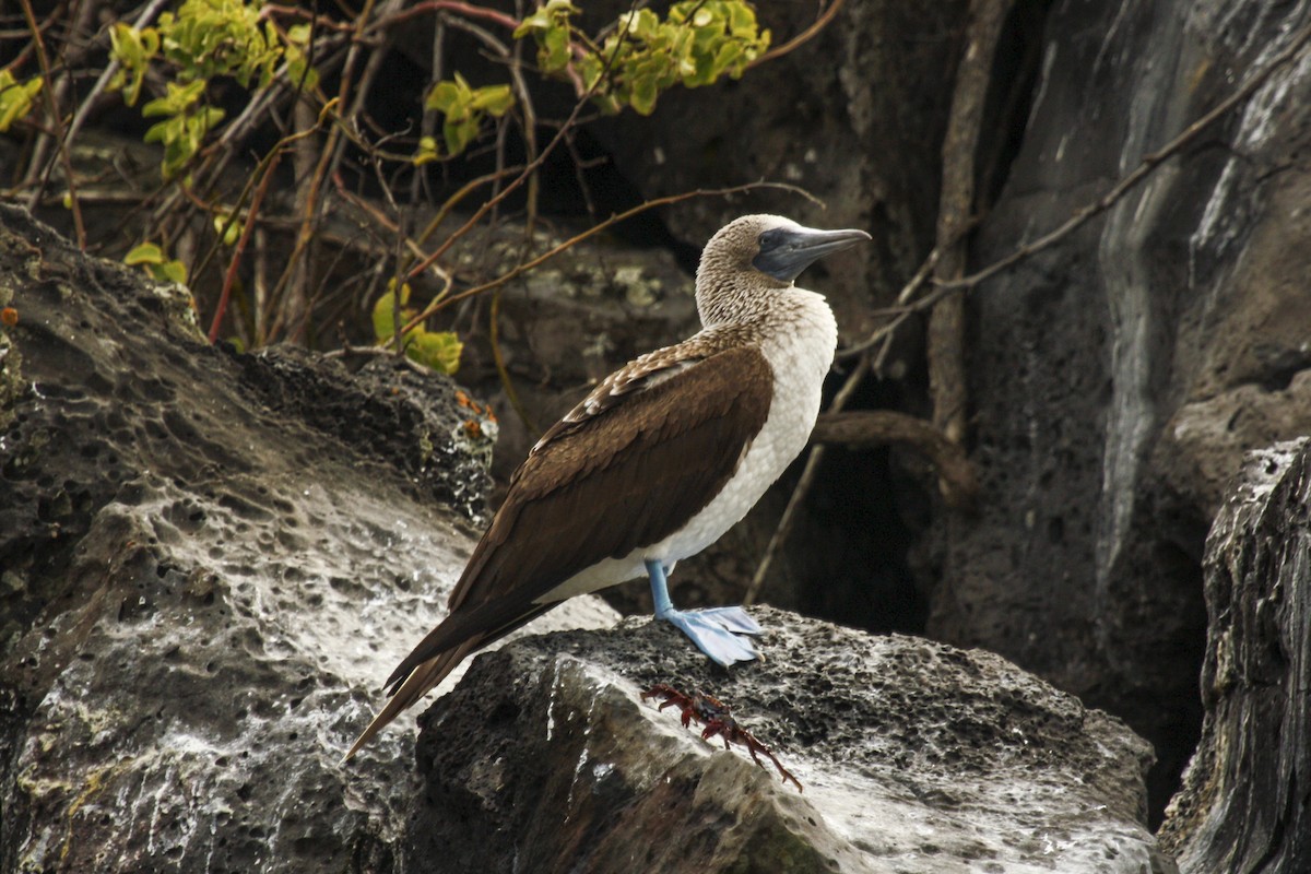 Blue-footed Booby - ML612488065
