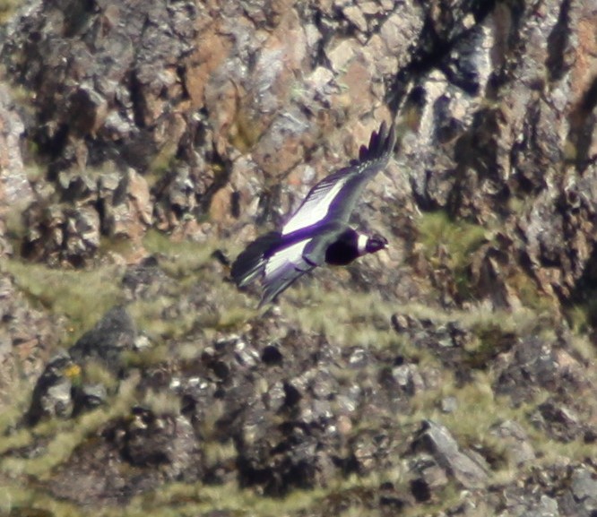 Andean Condor - Bradley Waggoner