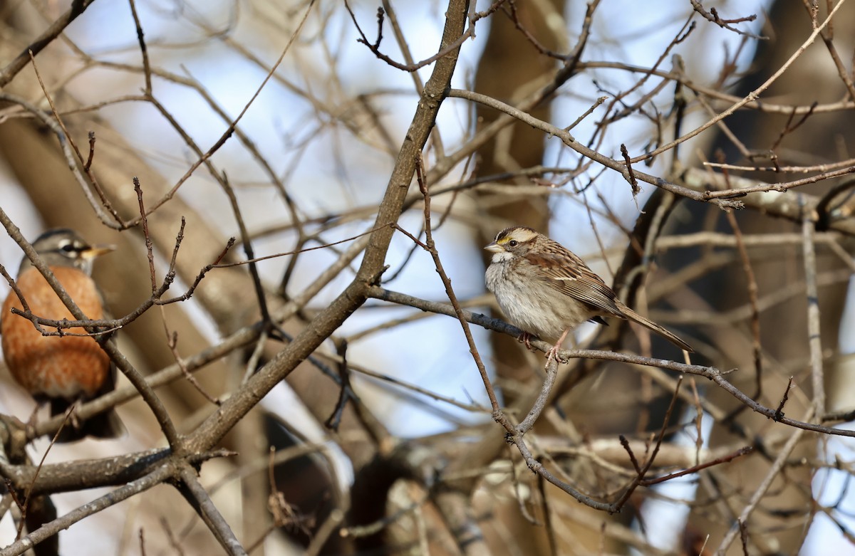 White-throated Sparrow - ML612488107