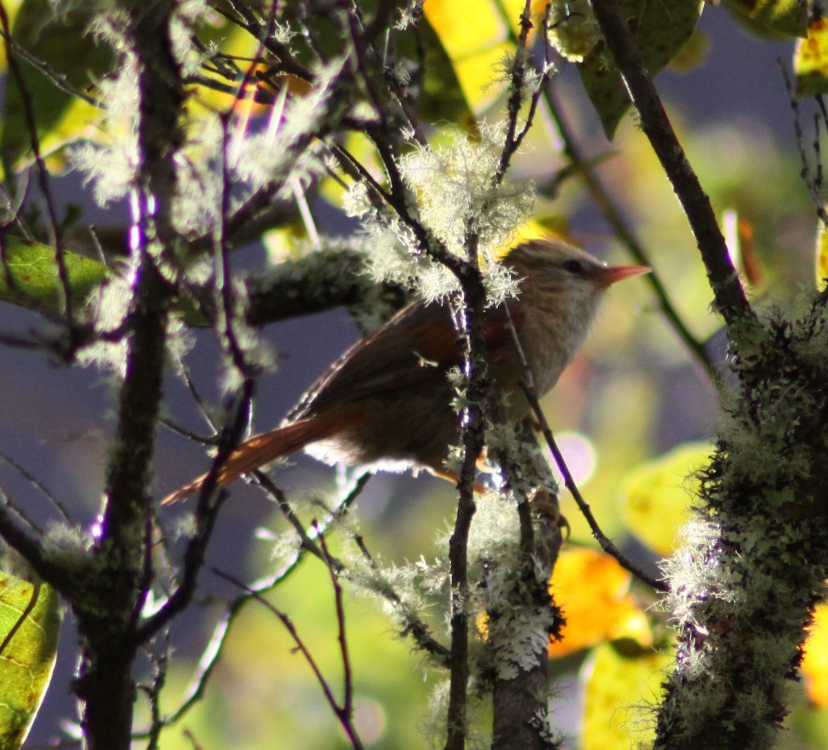 Creamy-crested Spinetail - ML612488111
