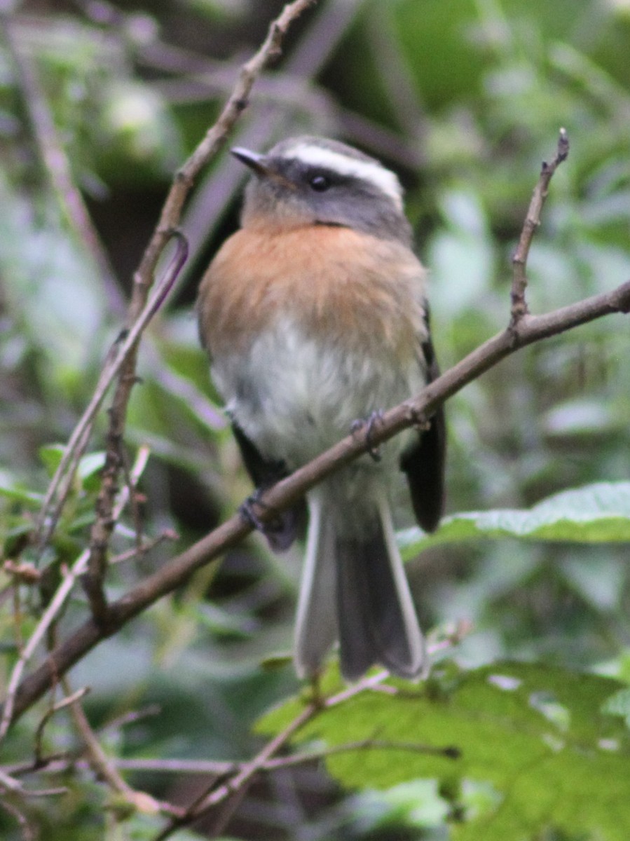 Rufous-breasted Chat-Tyrant - ML612488134