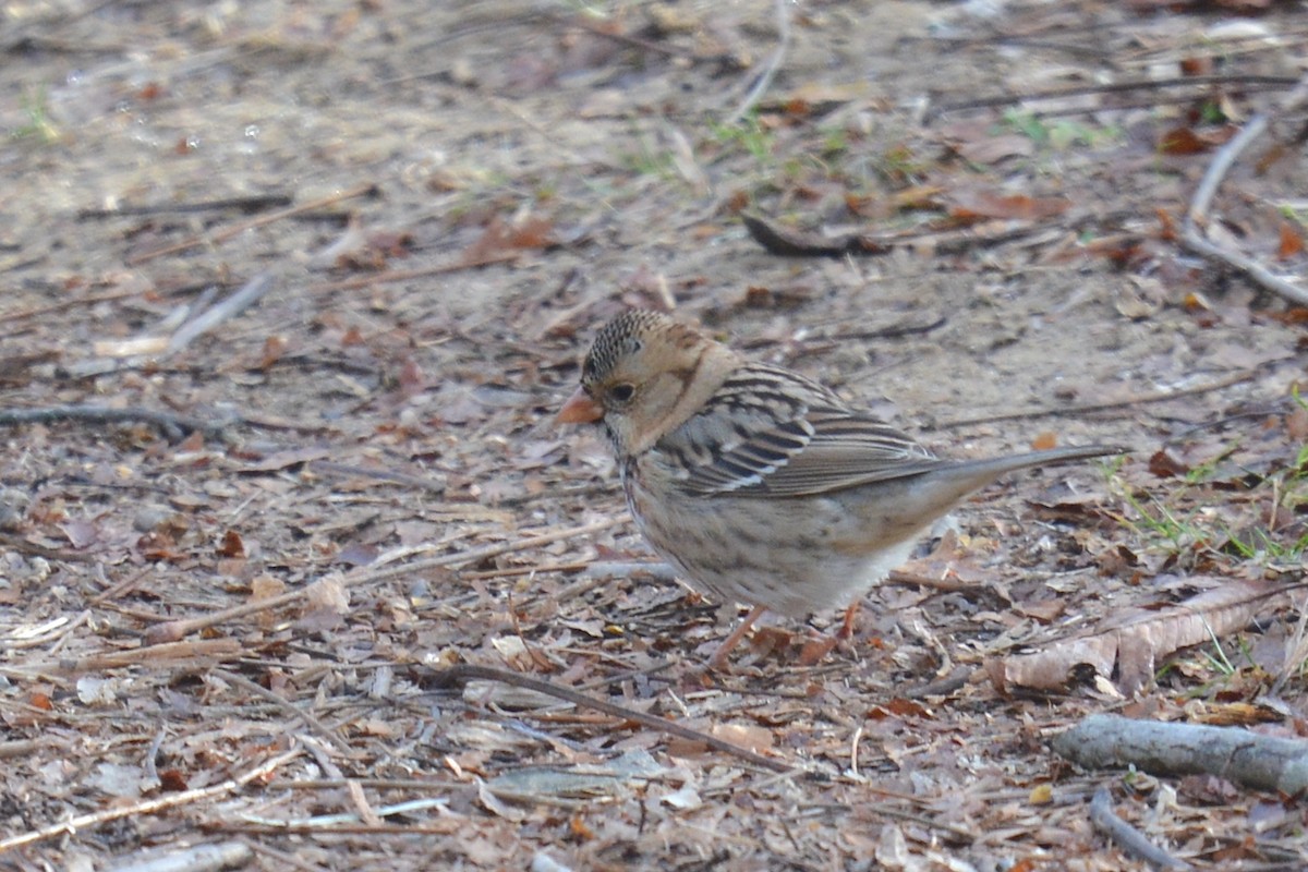 North Carolina Bird Atlas Checklist - 21 Dec 2023 - Warren Wilson ...