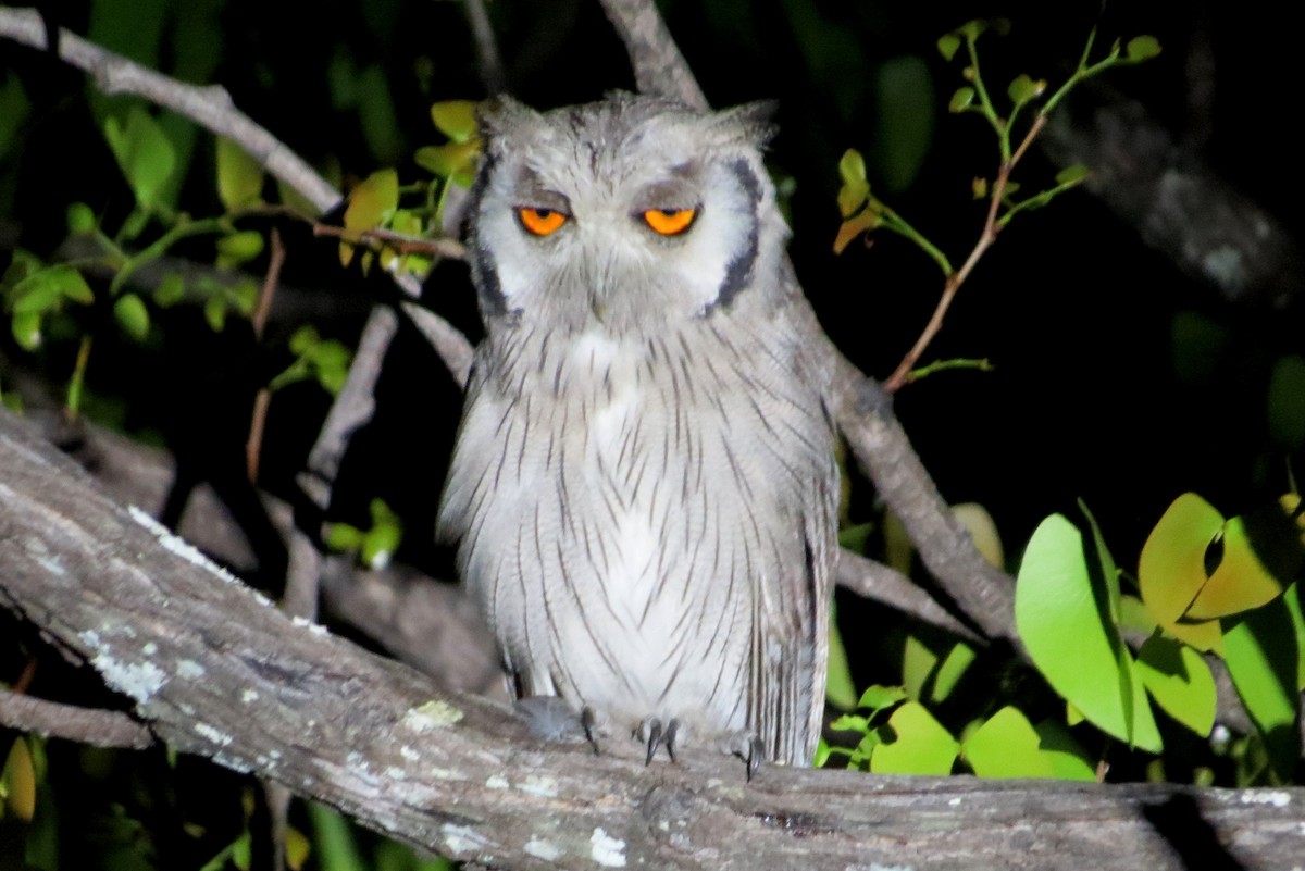 Southern White-faced Owl - ML612488184
