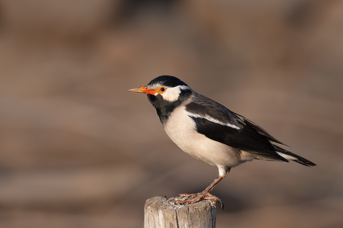 Indian Pied Starling - ML612488258