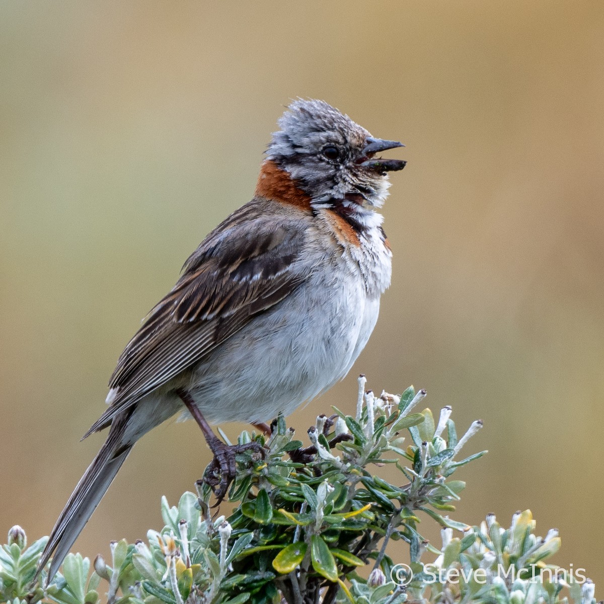 Rufous-collared Sparrow (Patagonian) - ML612488345