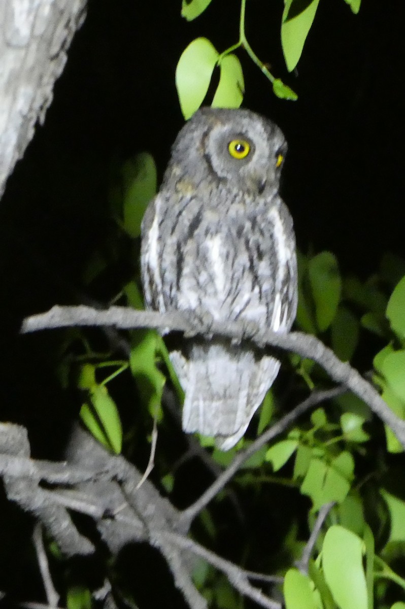 African Scops-Owl - ML612488608