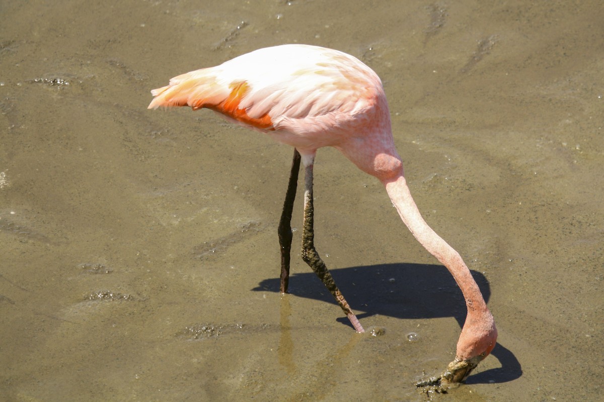 Amerika Flamingosu - ML612488786