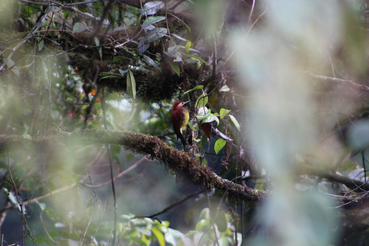 Crimson-mantled Woodpecker (Crimson-mantled) - ML612488801