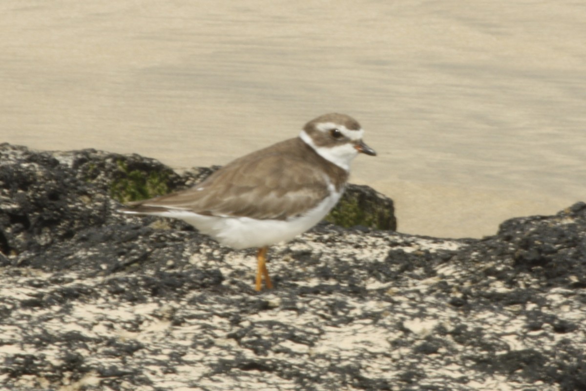Semipalmated Plover - ML612488802