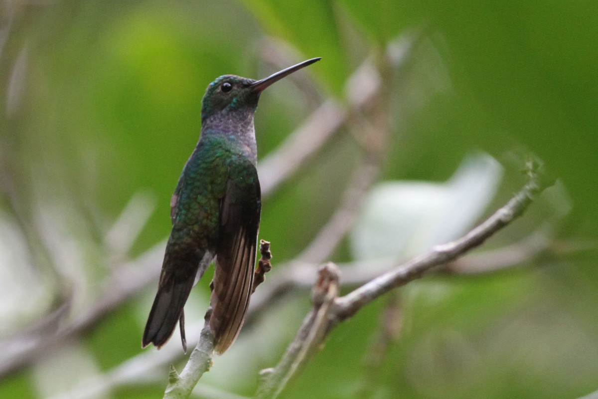 Charming Hummingbird - John Garrett