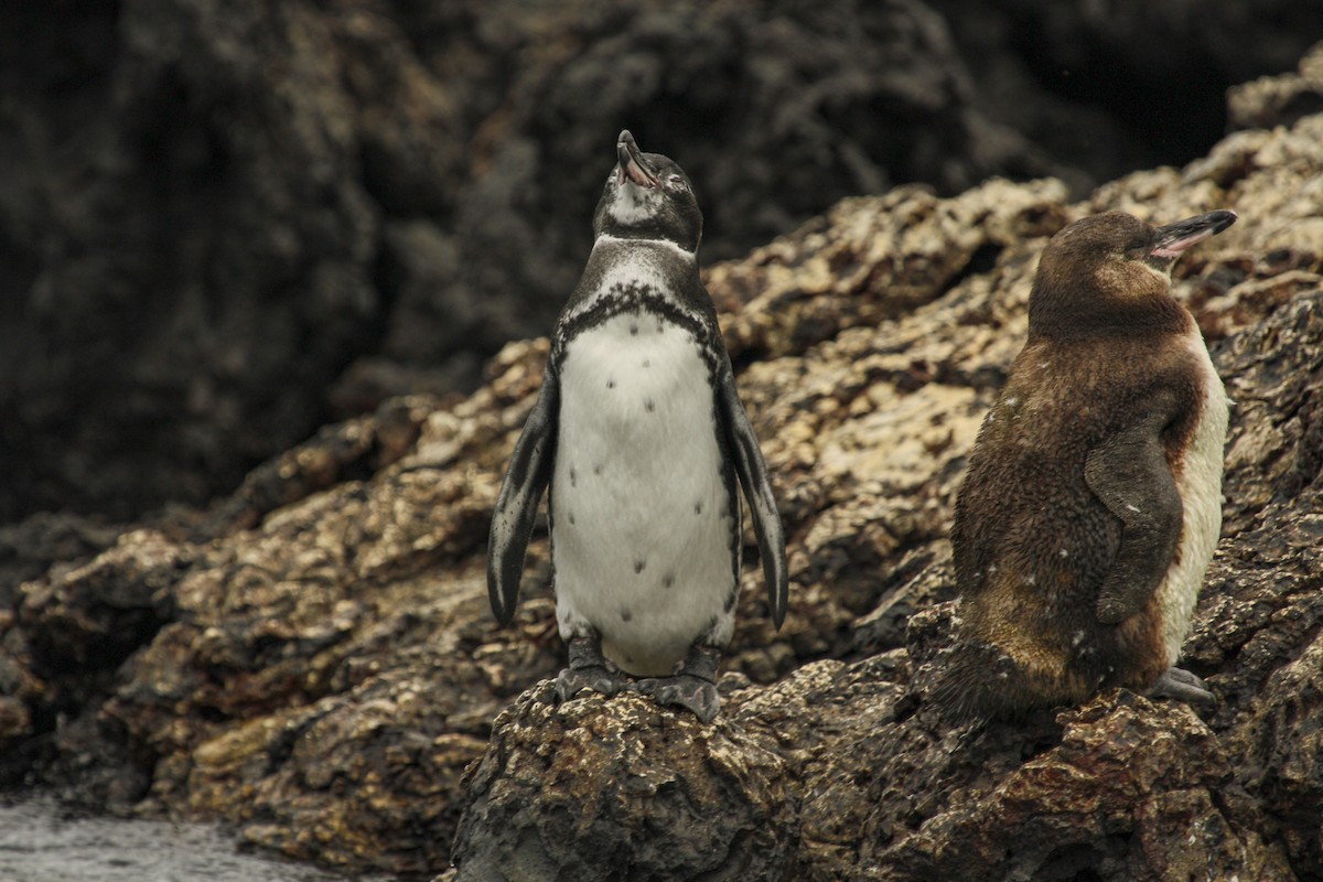 Galapagos Penguin - Jack Crowe