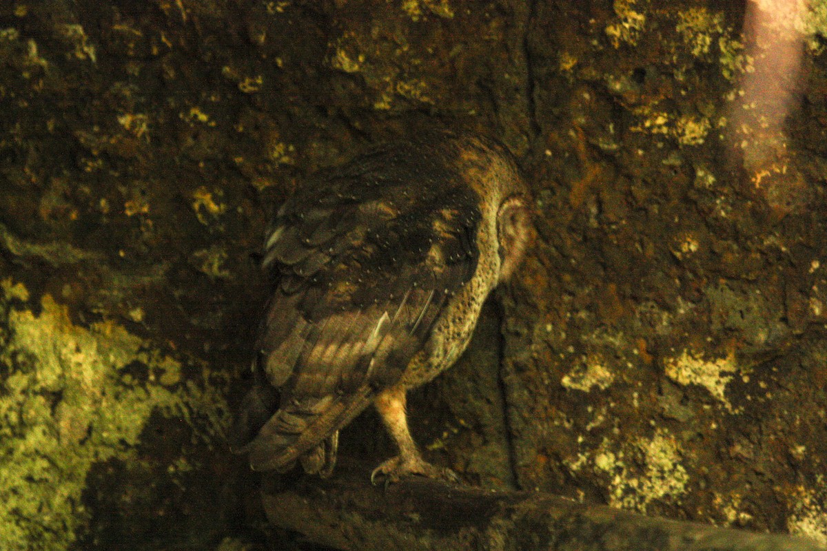 Barn Owl - Jack Crowe