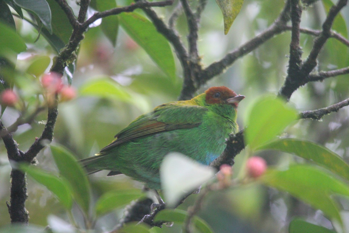 Rufous-winged Tanager - ML612489452