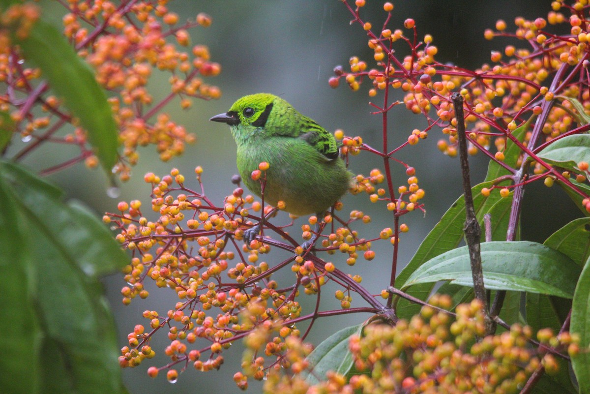Emerald Tanager - ML612489458