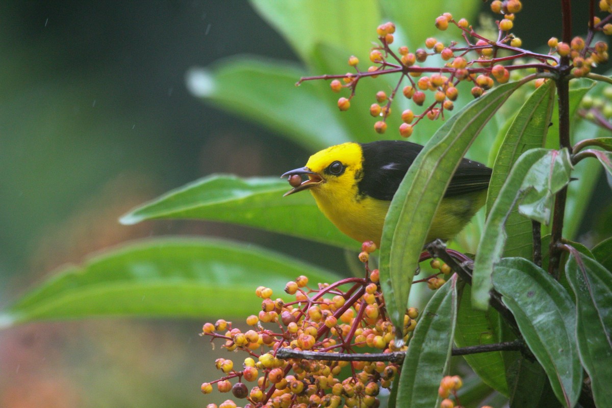 Black-and-yellow Tanager - ML612489477