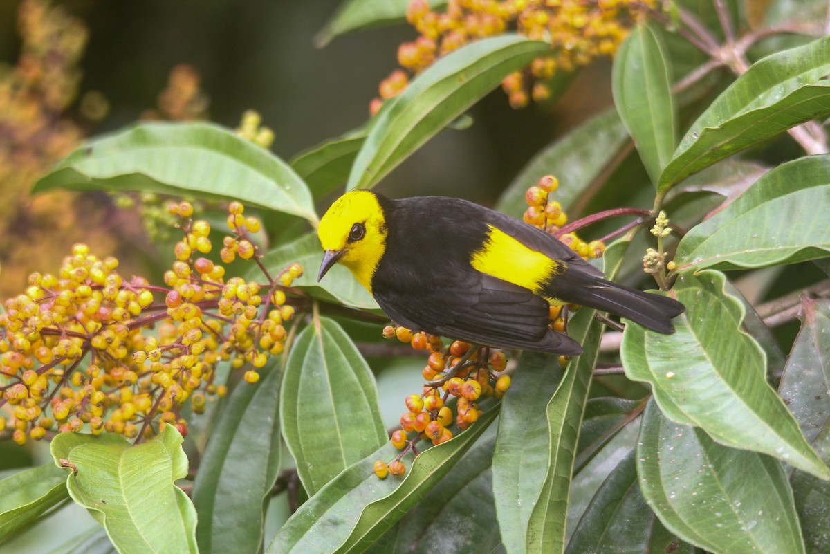 Black-and-yellow Tanager - ML612489478