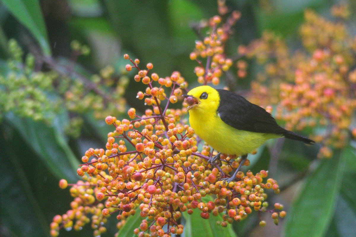 Black-and-yellow Tanager - ML612489480