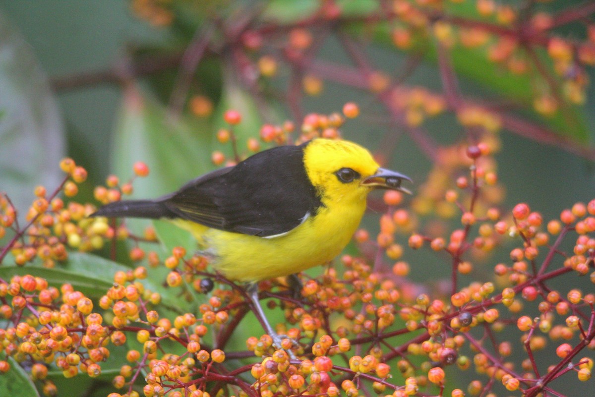 Black-and-yellow Tanager - ML612489481