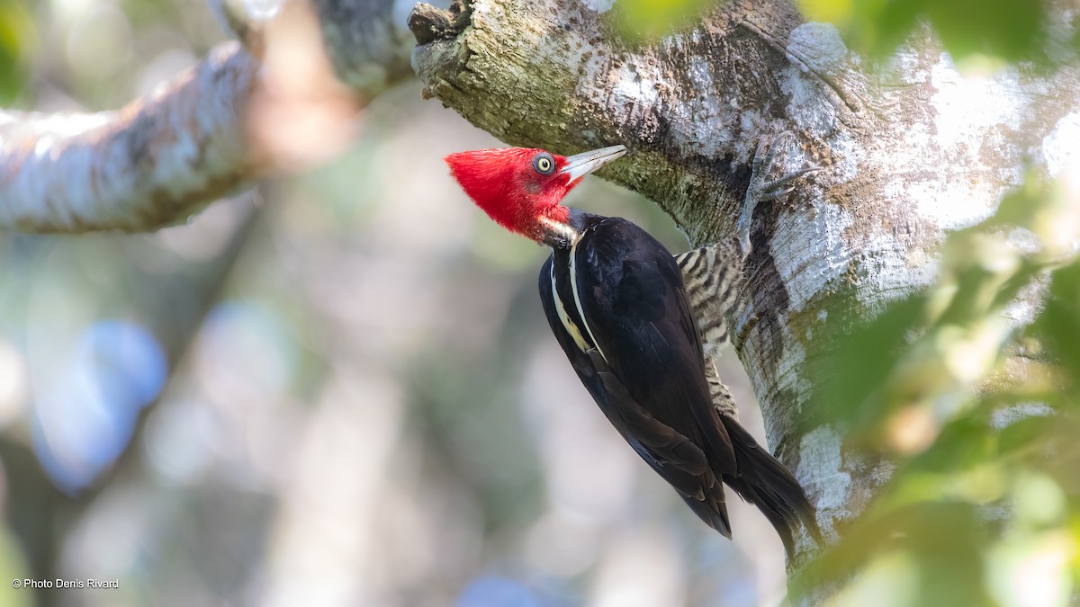 Pale-billed Woodpecker - Denis Rivard