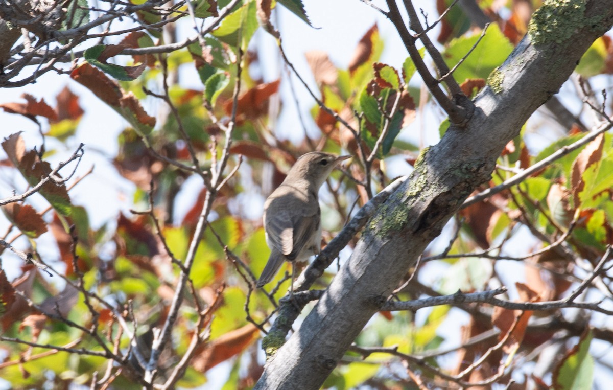 Booted/Sykes's Warbler - ML612489812