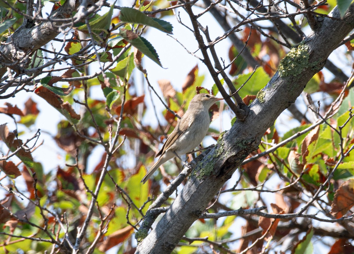 Booted/Sykes's Warbler - ML612489815