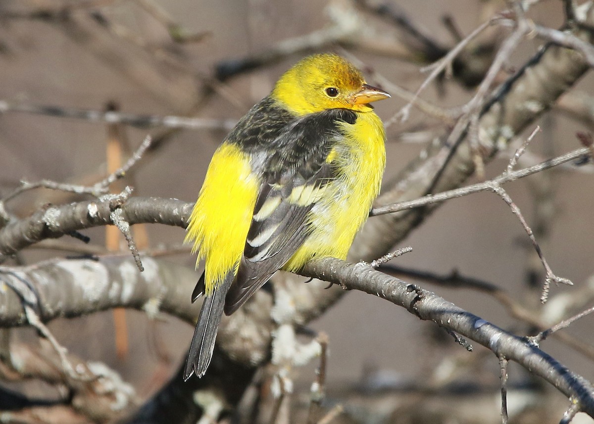 Western Tanager - ML612489826
