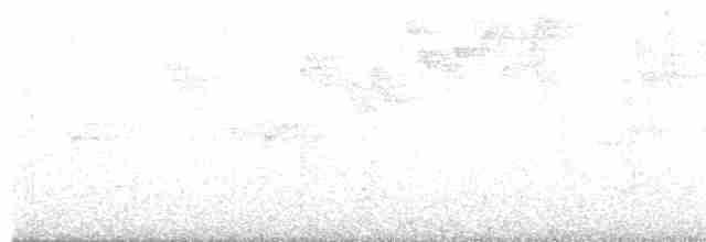 Breithauben-Stirnvogel [angustifrons-Gruppe] - ML612489831
