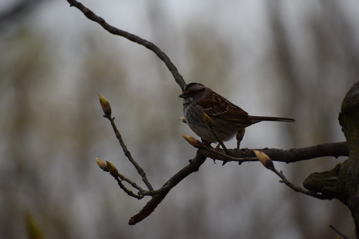 White-throated Sparrow - Andrew Naert